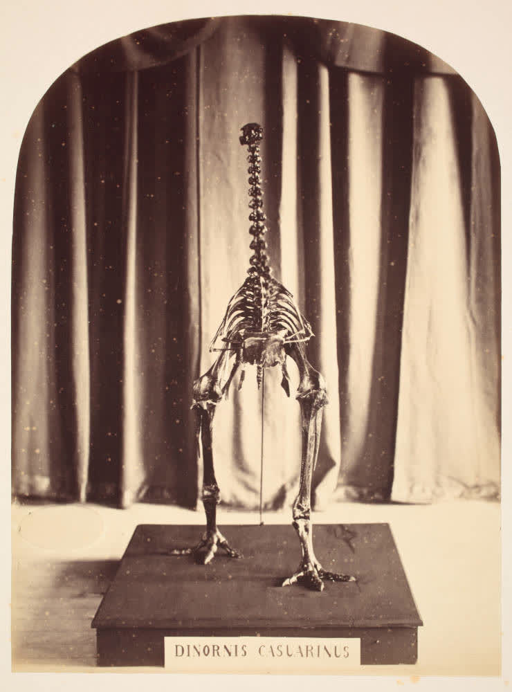 Moa skeleton in the Canterbury Museum, 1867, 1867
