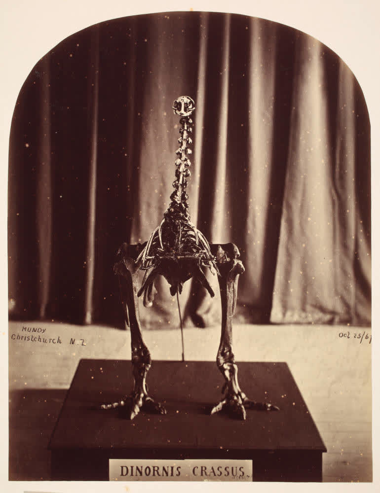 Moa skeleton in the Canterbury Museum, 1867, 1867