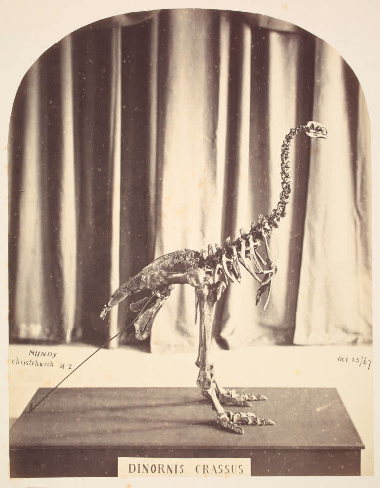 Moa skeleton in the Canterbury Museum, 1867, 1867