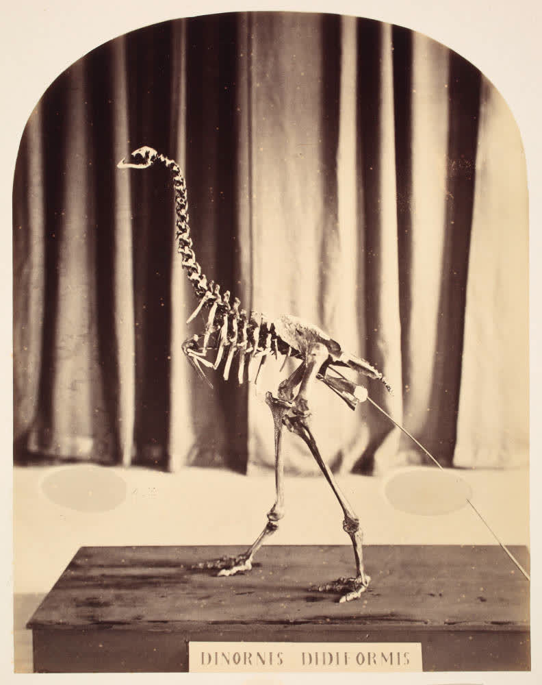 Moa skeleton in the Canterbury Museum, 1867, 1867