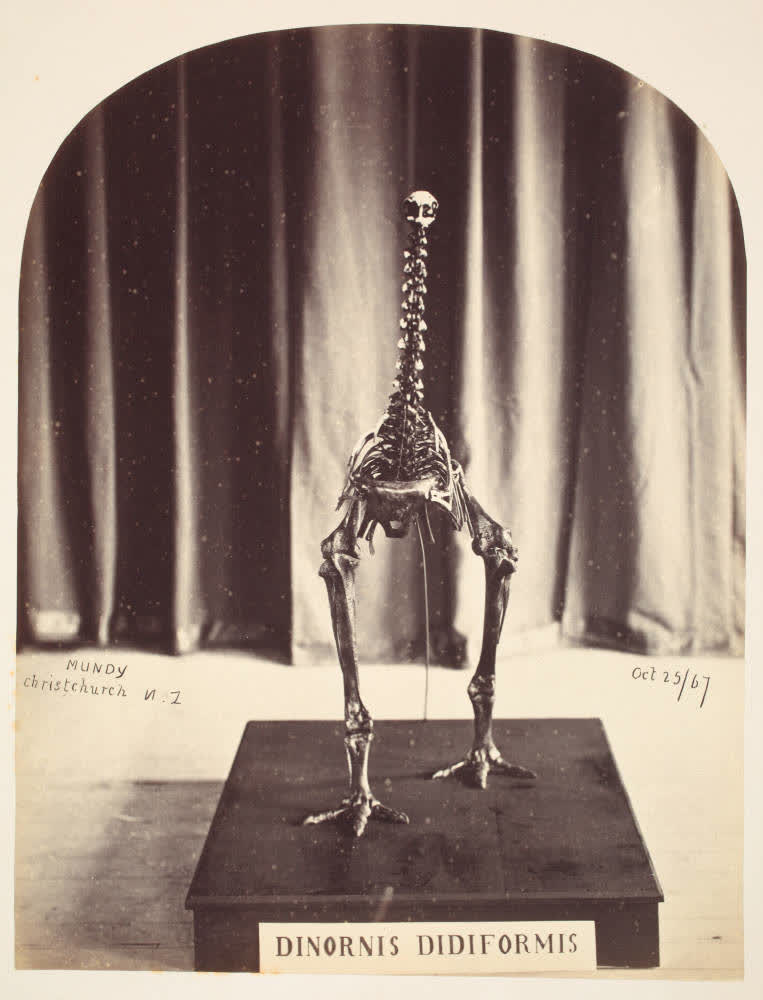 Moa skeleton in the Canterbury Museum, 1867, 1867