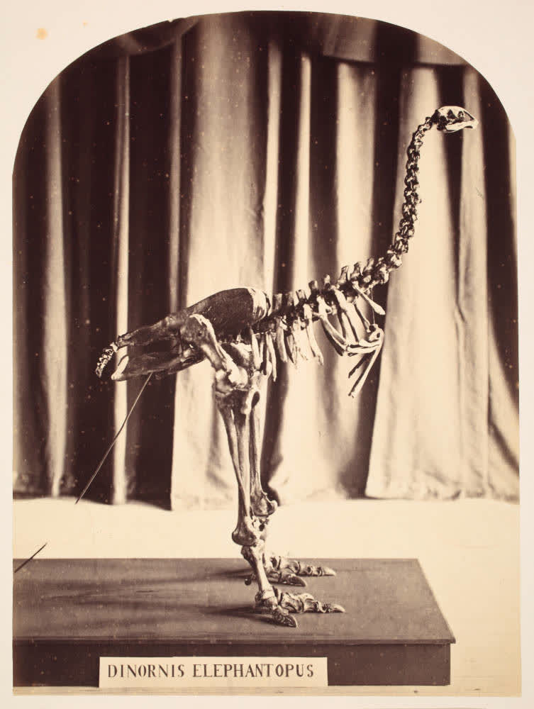 Moa skeleton in the Canterbury Museum, 1867, 1867