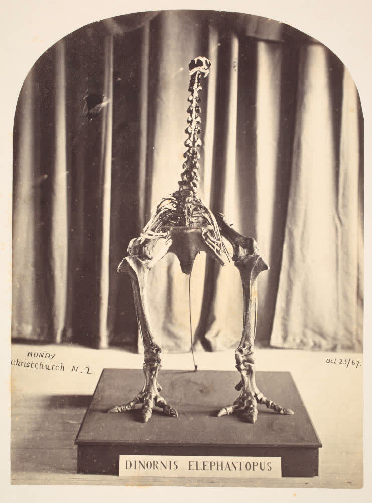 Moa skeleton in the Canterbury Museum, 1867, 1867