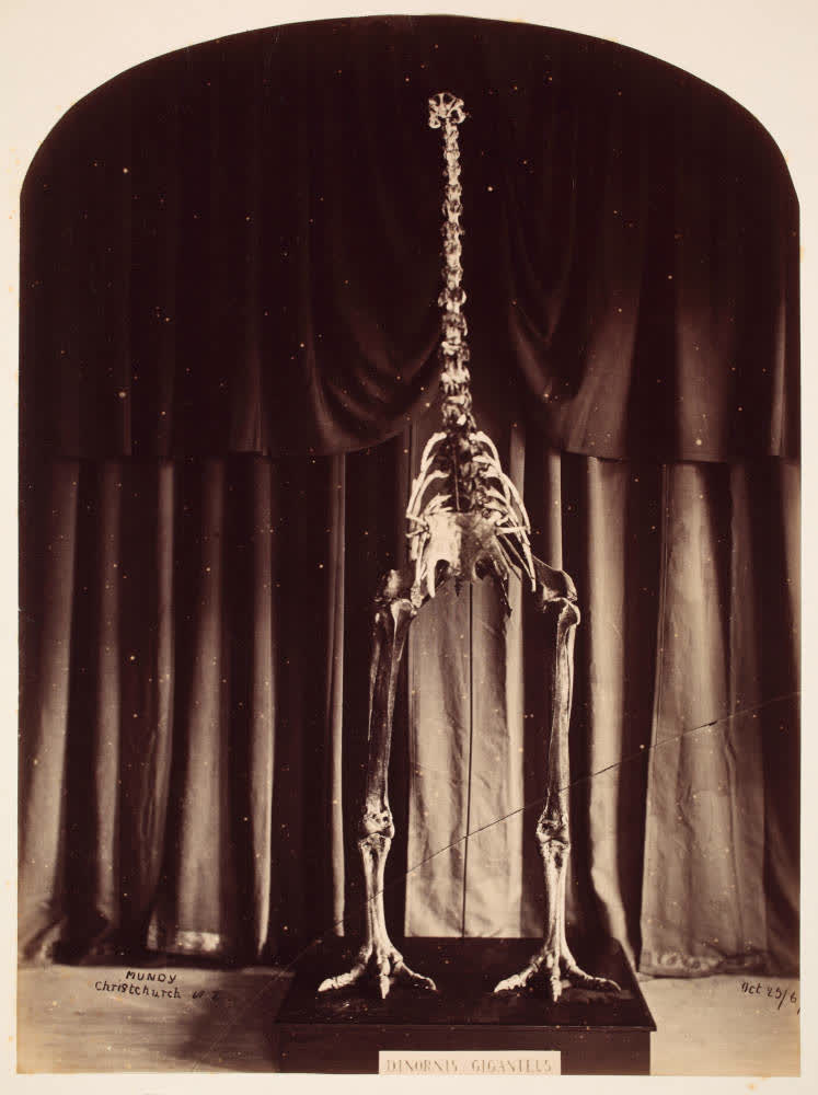 Moa skeleton in the Canterbury Museum, 1867, 1867