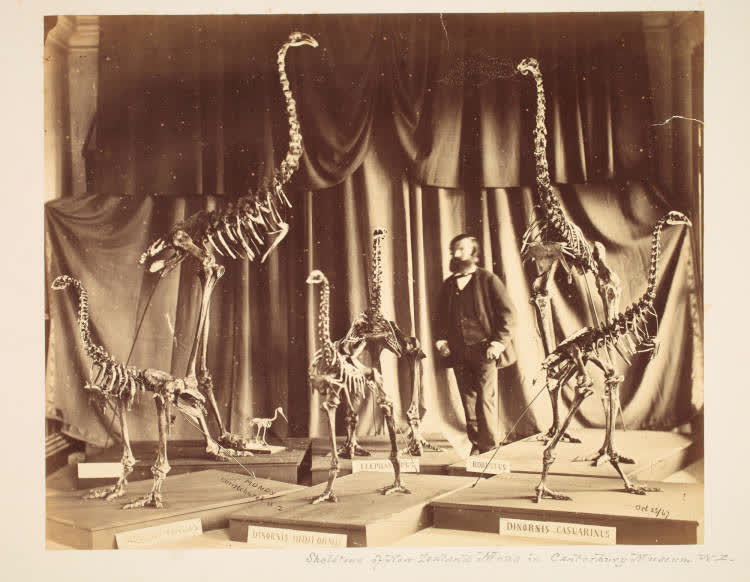 Moa skeletons in the Canterbury Museum, 1867, 1867