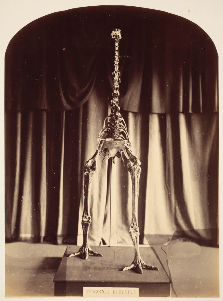 Moa skeleton in the Canterbury Museum, 1867, 1867