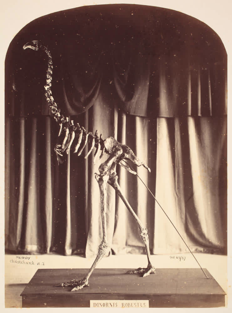 Moa skeleton in the Canterbury Museum, 1867, 1867