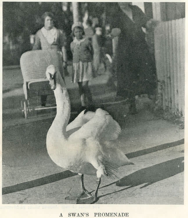 A swan's promenade, 1936