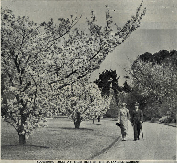 Flowering trees at their best in the botanical gardens, 1936