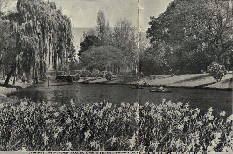 Typically Christchurch: looking over a bed of daffodils on the bank of the River Avon, Hagley Park, 1936
