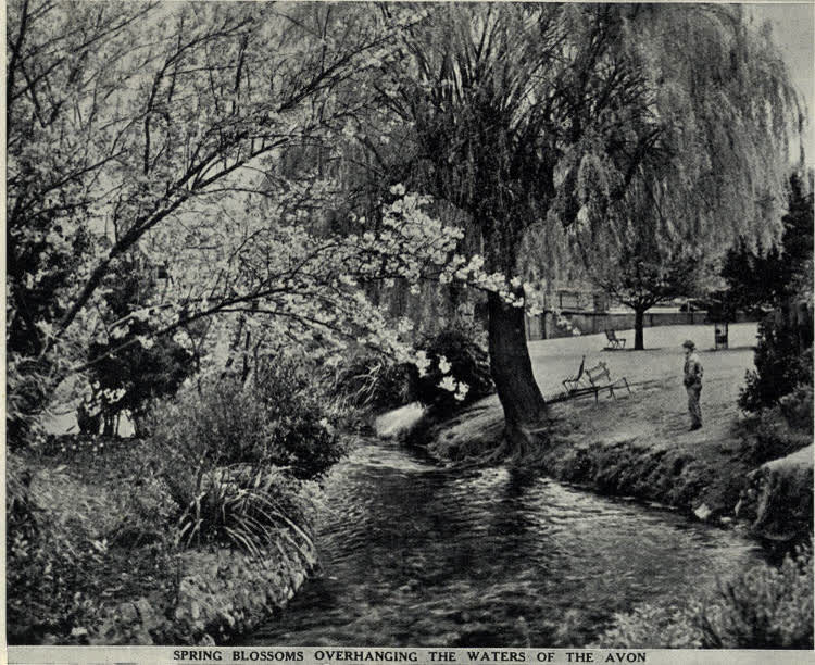 Spring blossoms overhanging the waters of the Avon, 1936