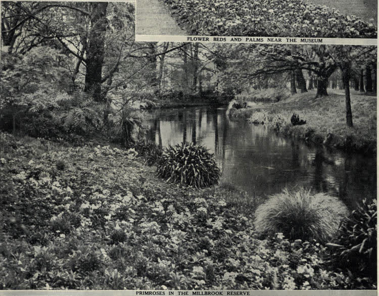 Primroses in the Millbrook Reserve, Christchurch, 1936
