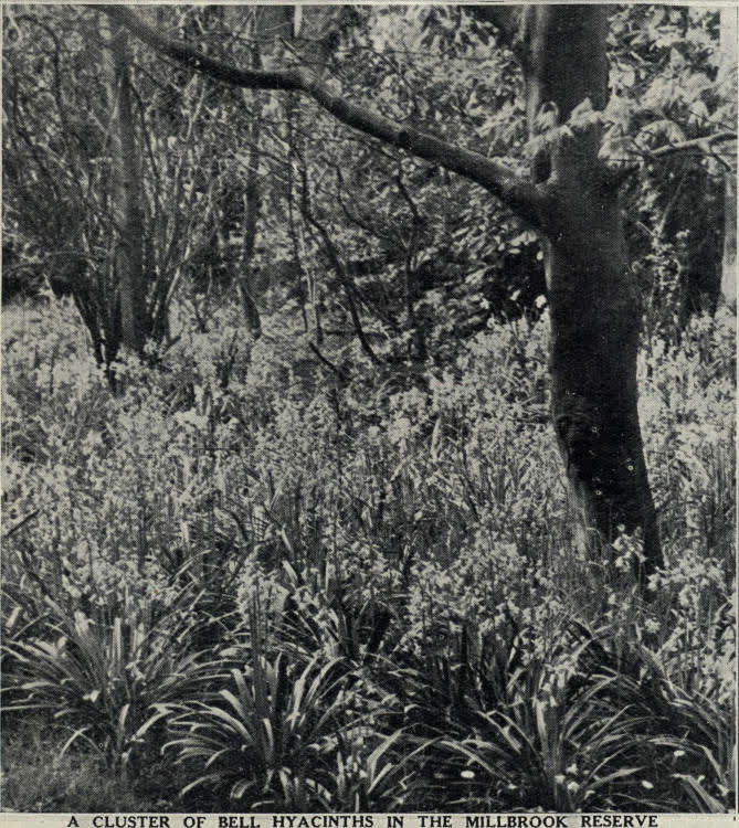 A cluster of bell hyacinths in the Millbrook Reserve, 1936