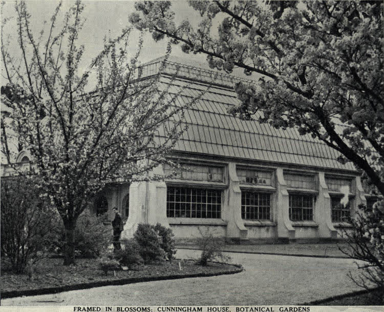 Framed in blossoms: Cunningham House, botanical gardens, 1936