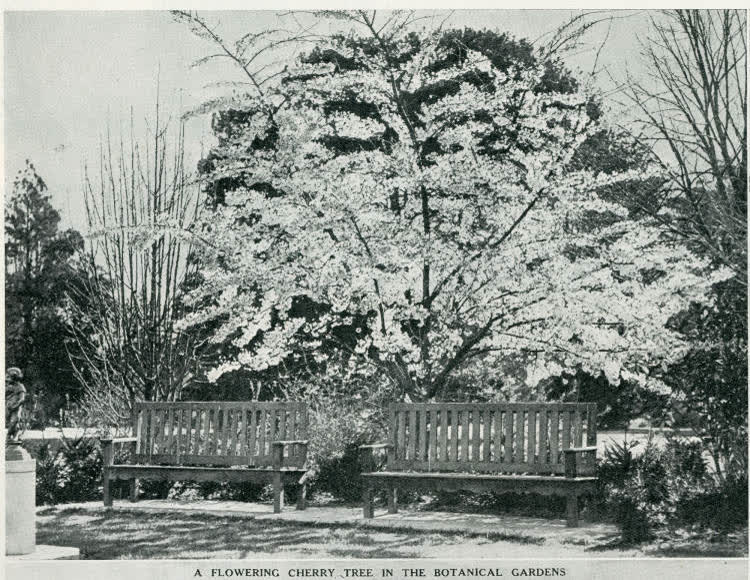 A flowering cherry tree in the Botanical Gardens, 1937