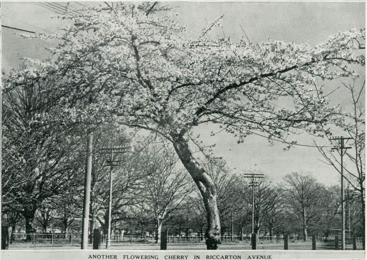Another flowering cherry in Riccarton Avenue, 1937