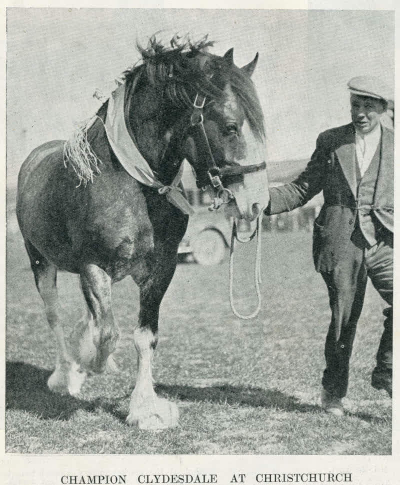 Champion Clydesdale at Christchurch, 1937