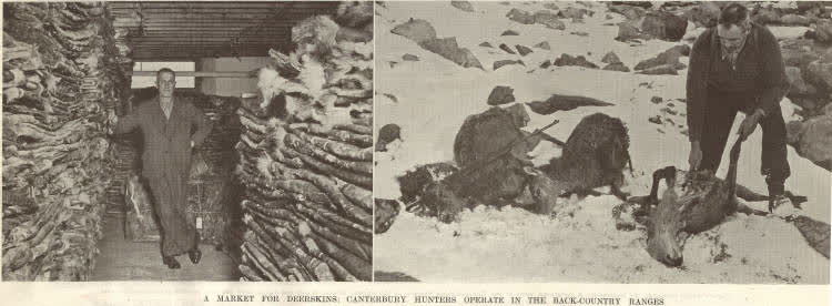 A market for deerskins: Canterbury hunters operate in the back-country ranges, 1939