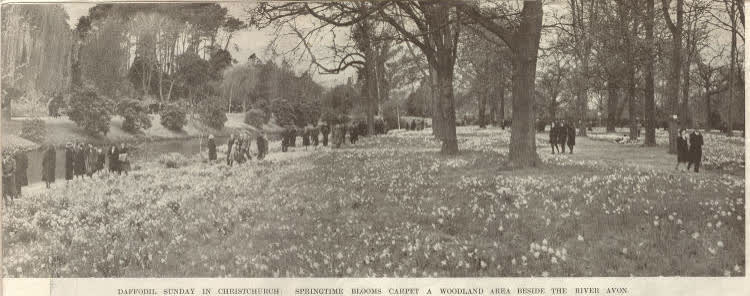 Daffodil Sunday in Christchurch: springtime blooms carpet a woodland area beside the River Avon, 1939