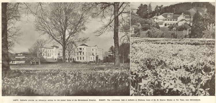 Daffodils in Christchurch and Tai Tapu, 1939