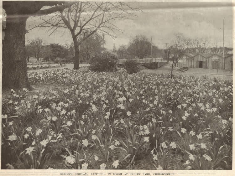 Spring's display daffodils in bloom at Hagley Park, Christchurch, 1941