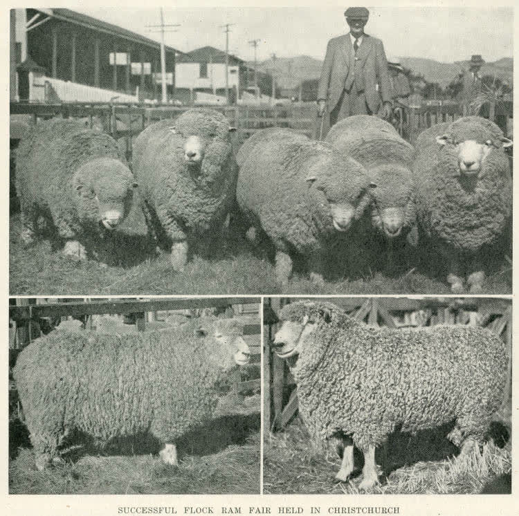 Successful flock ram fair held in Christchurch, 1944