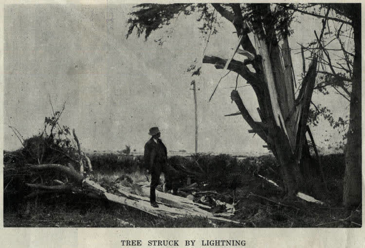 Tree struck by lightning, 1944
