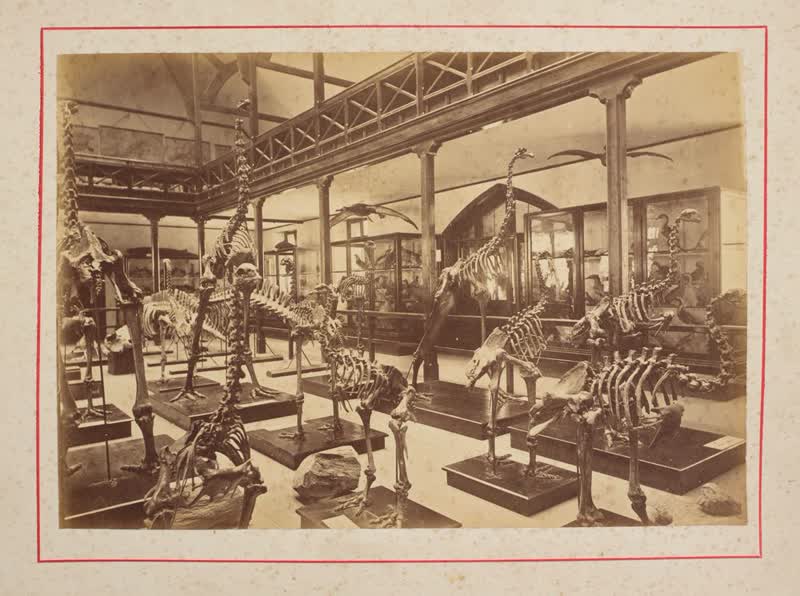 Moa Skeletons, Christchurch Museum.  From the album: New Zealand Scenery, Series 1, 1880