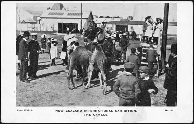 [Postcard]. New Zealand International Exhibition. The camels. No. 22 / Alva Studio. [1906-1907]., 2006