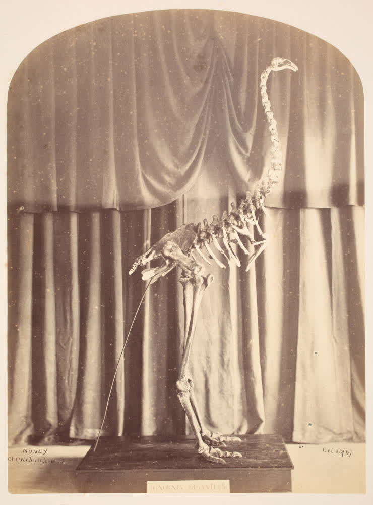 Moa skeleton in the Canterbury Museum, 1867, 1867
