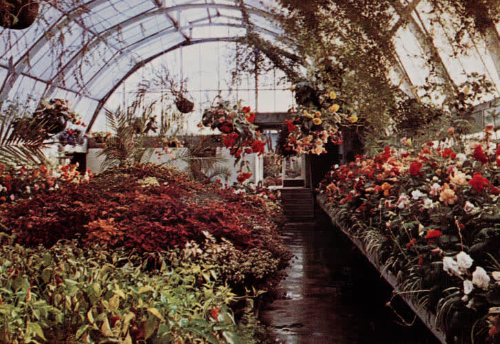 Botanic Gardens, Christchurch, 1960