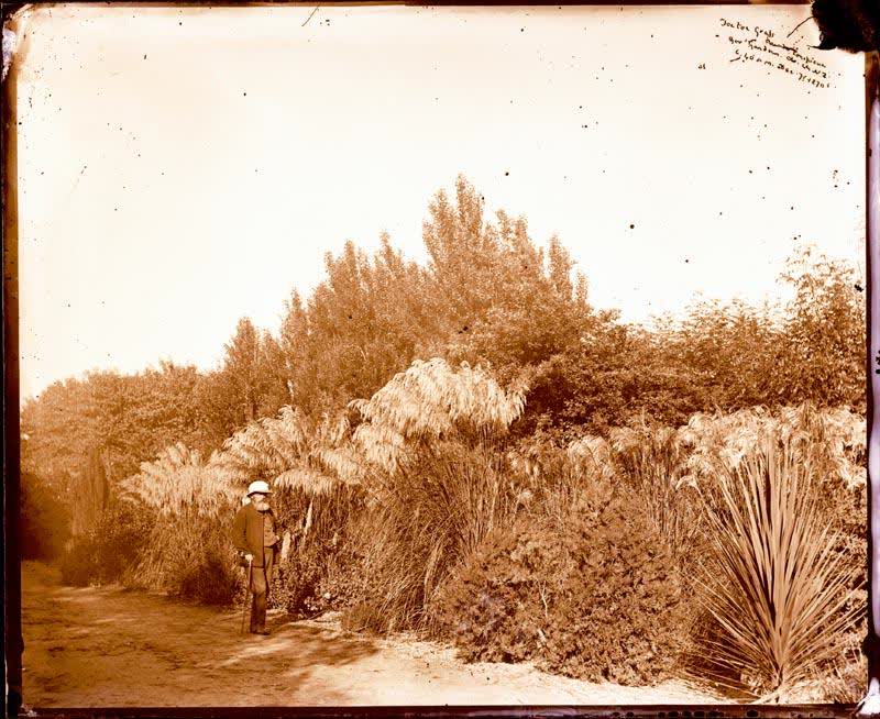 Glass Plate Negative: Toe Toe Grass, Government Gardens, 1870