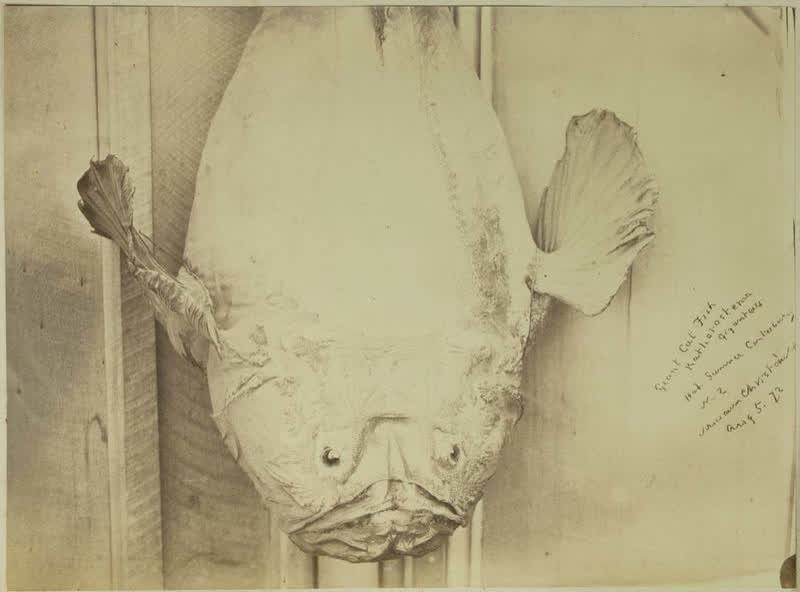 Photograph: Giant Cut Fish, 1872