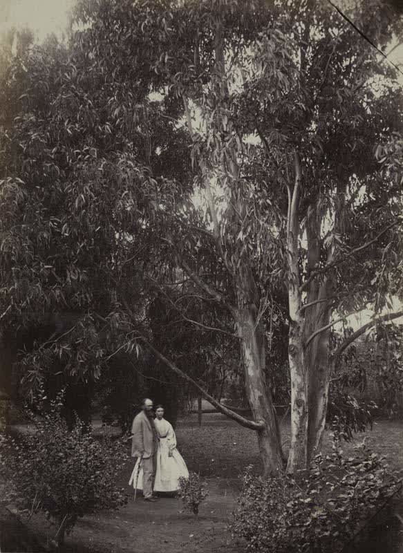 Photograph: Blue gum, Christchurch, 1866