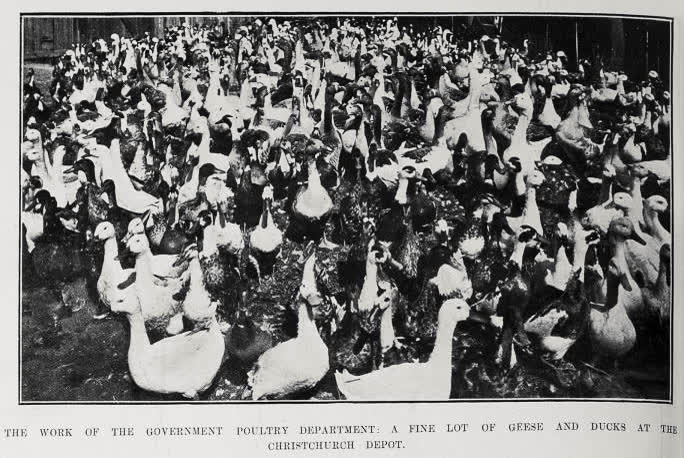 The Work Of The Government Poultry Department, 1910