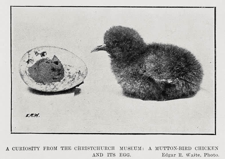 A Curiosity From The Christchurch Museum, 1910