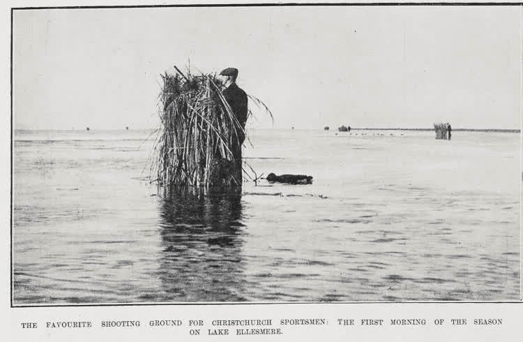 The Favourite Shooting Ground For Christchurch Sportsmen, 1911