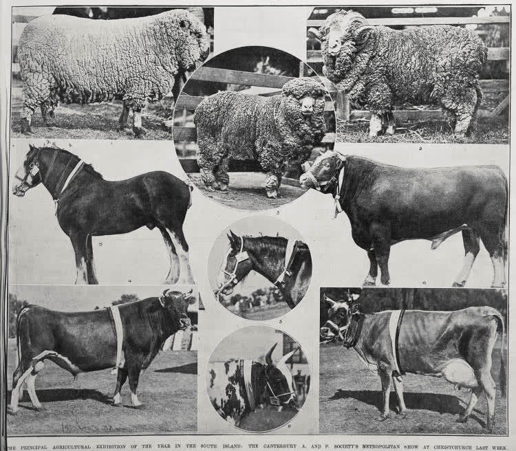 The Principal Agricultural Exhibition Of The South Island, 1911