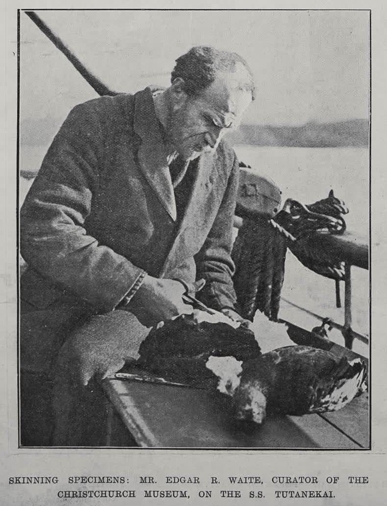 Skinning Specimens, 1913