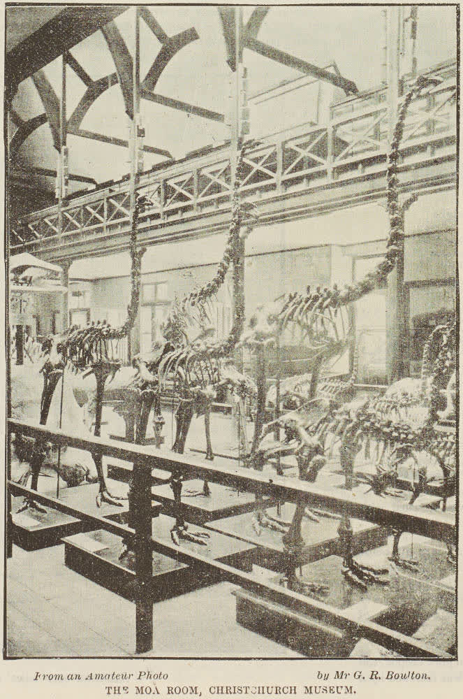The Moa Room, Christchurch Museum, 1893