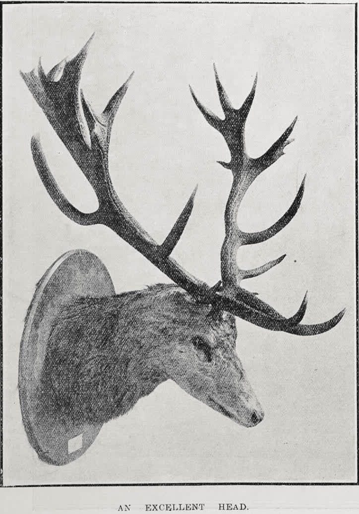 An excellent head, 1924