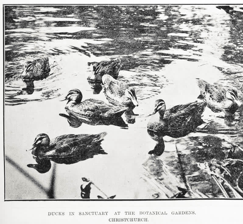 Ducks In Sanctuary at the Botanical Gardens, Christchurch, 1925