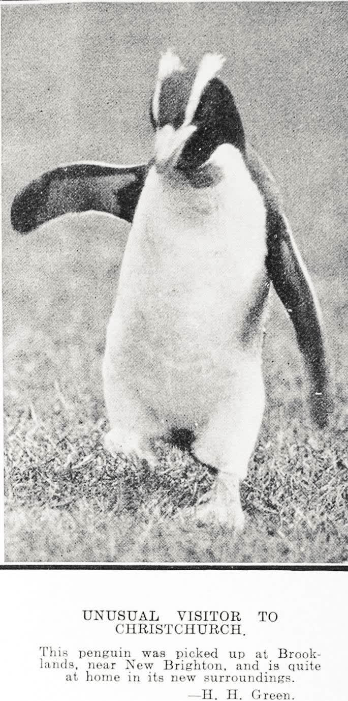 Unusual Visitor To Christchurch, 1925