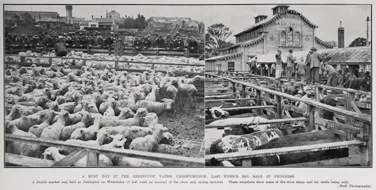 A Busy Day at the Addington Yards, Christchurch: Last Week's Big Sale In Progress, 1928