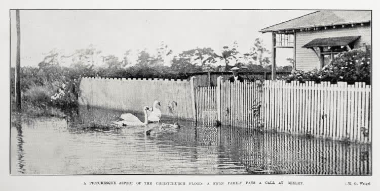 A picturesque aspect of the Christchurch flood: a swan family pays a call at Bexley, 1929