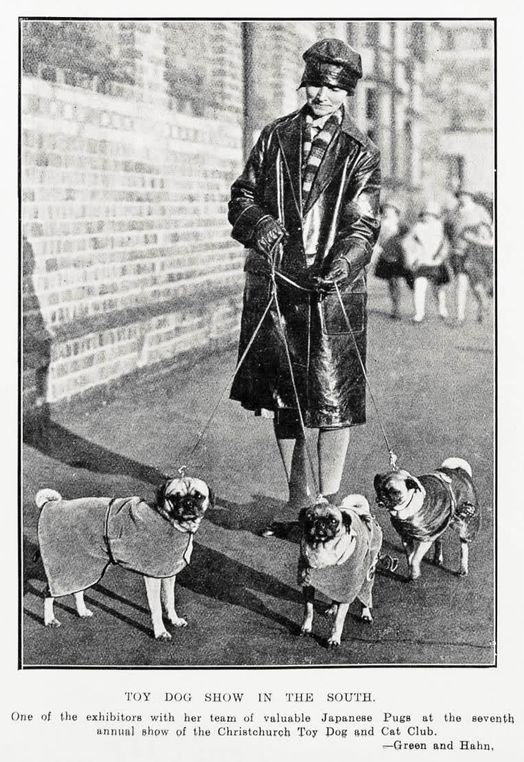 Toy dog show in the south, 1929