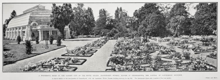 A wonderful sight in the garden city of the South Island: magnificent summer blooms in Christchurch. the capital of Canterbury Province, 1929