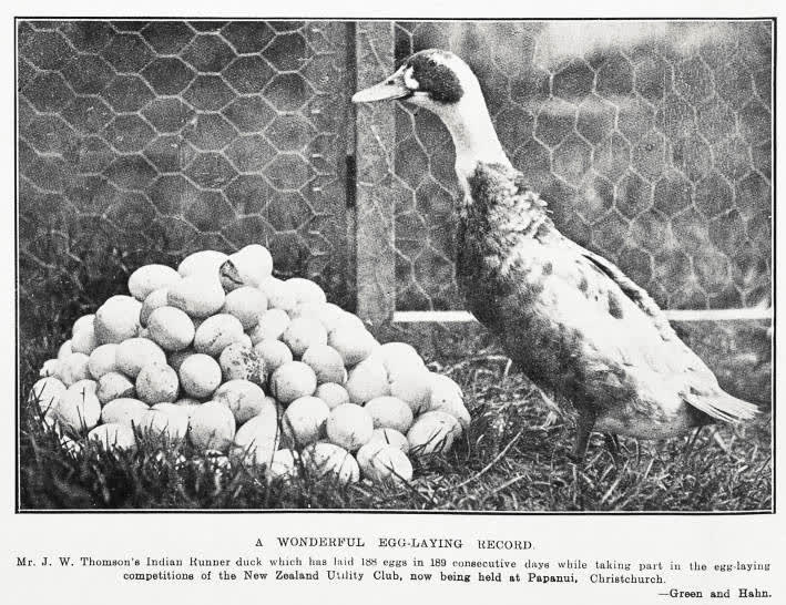 A wonderful egg-laying record, 1930