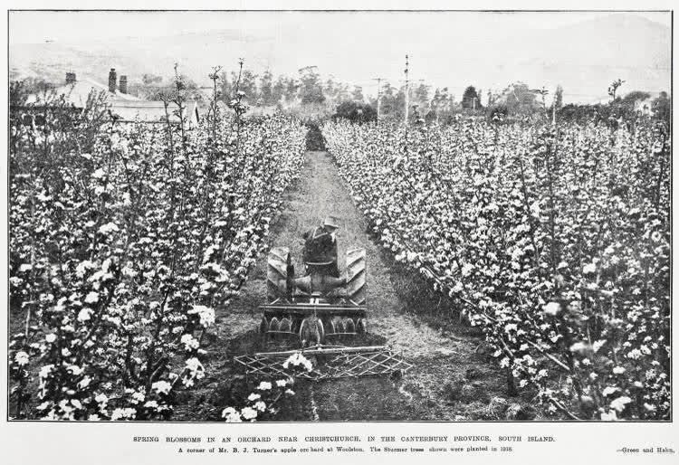 Spring blossoms in an orchard near Christchurch in the Canterbury Province, South Island, 1930