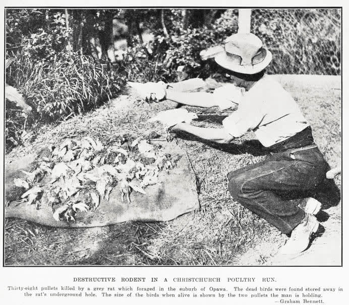 Destructive Rodent In A Christchurch Poultry Run, 1930